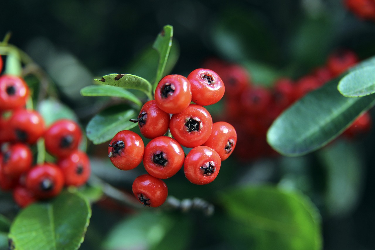 兰治疗的成 兰治疗的成